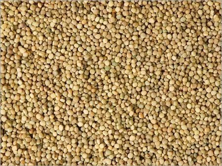 Picture of the guar seeds
